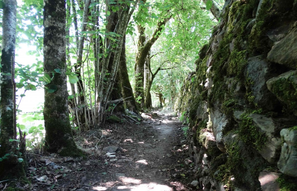 Forêt sur le Chemin de Compostelle