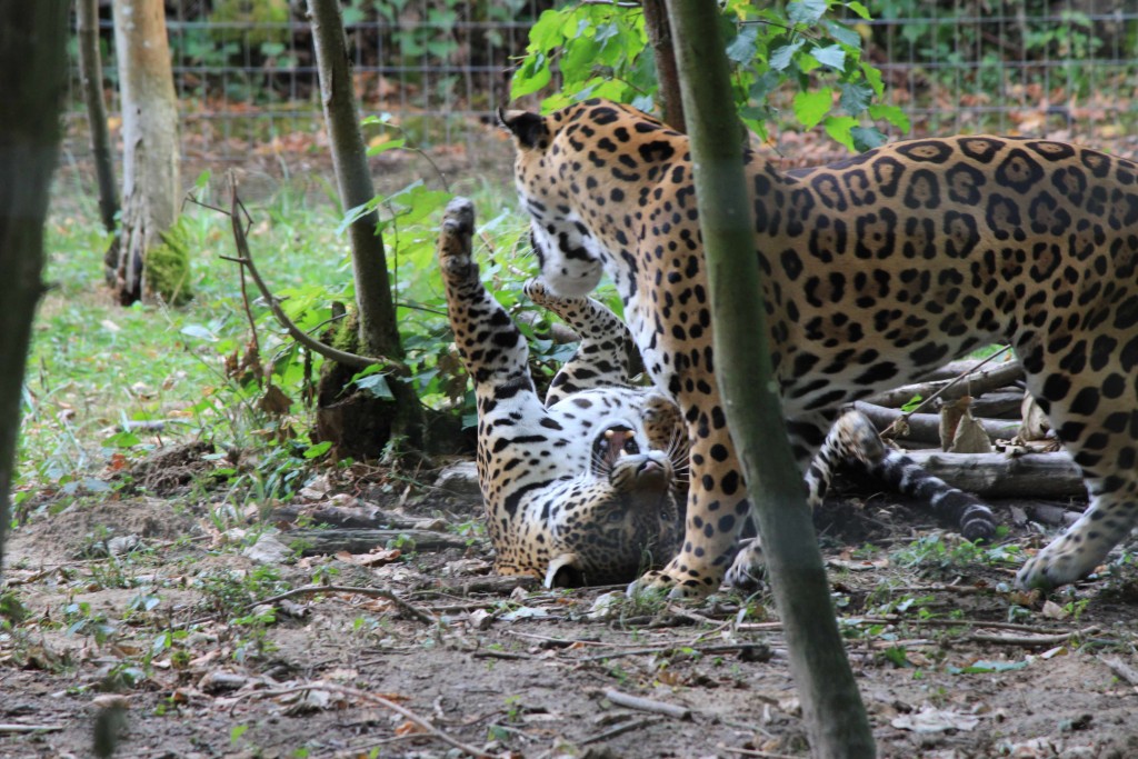 Jaguar, Parc des Félins