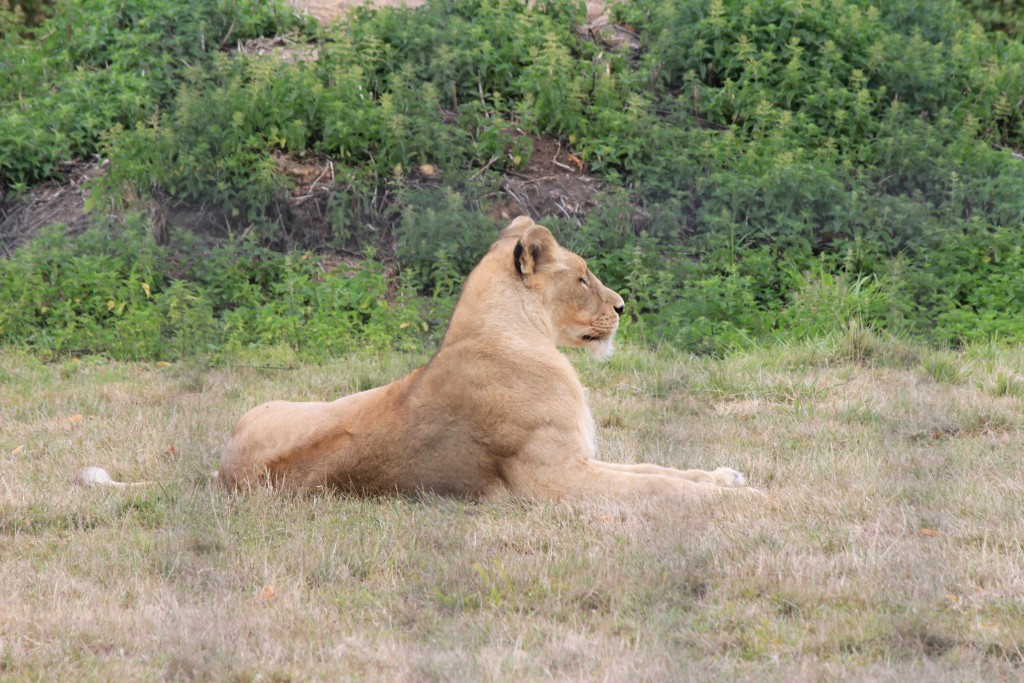 Lion de l'Angola, Parc des Félins
