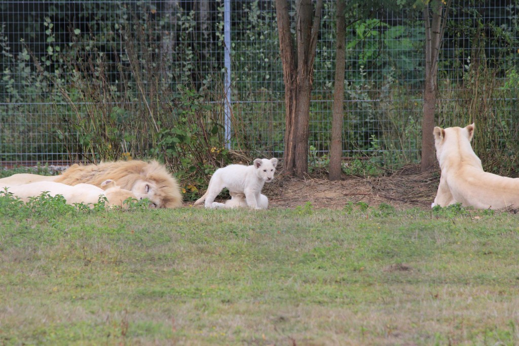 Lions du Kruger (phénotype blanc)