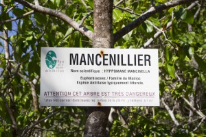 Mancellinier de la réserve de la caravelle en Martinique