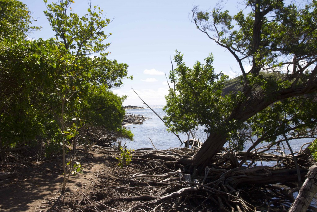 Mangrove de la presqu'île de la Caravelle