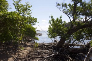 Mangrove presqu'île de la caravelle