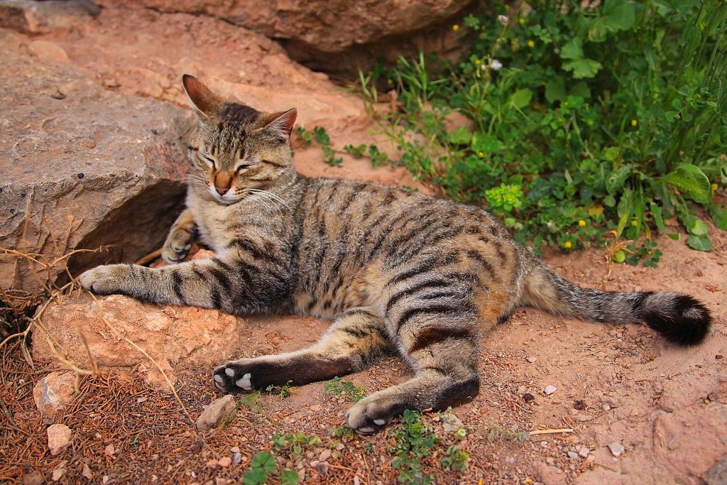 Chat à Delphes en Grèce