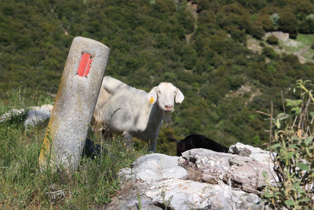 Chèvre sur les routes de Grèce