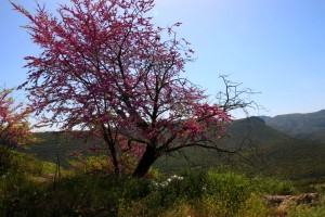 arbre à fleurs gorges du loussios