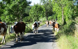 Vaches sur le Chemin de Compostelle