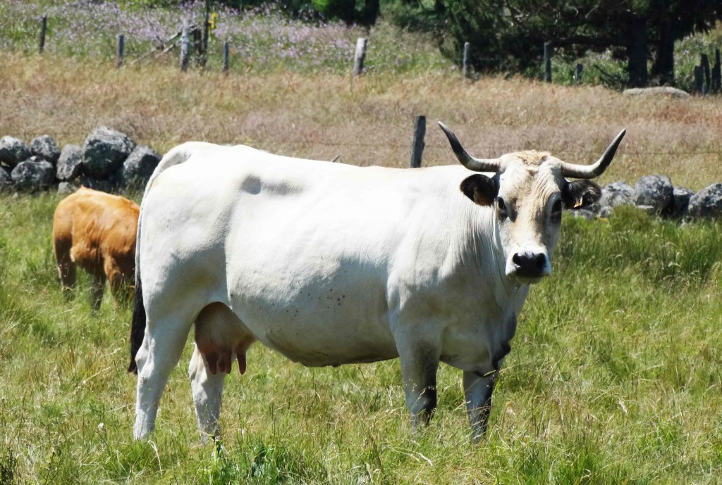 Vache de l'Aubrac sur le Chemin de Compostelle