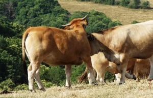 Vaches de l'Aubrac sur le Chemin de Compostelle