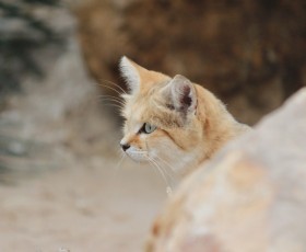 Balade dans le parc des félins