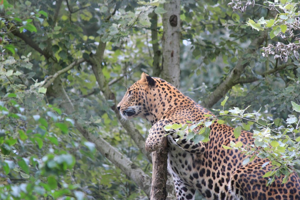 Léopard du Sri Lanka, Parc des Félins