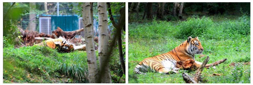Tigre de Sibérie ou Tigre de l'Amour, Parc des Félins