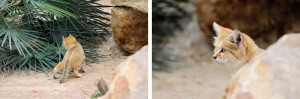 Chat des sables ou Chat du désert, Parc des Félins