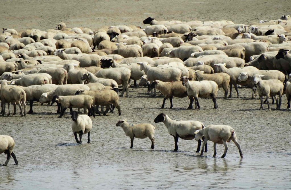 Moutons des prés salés