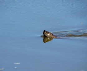 Voir les phoques en Baie de Somme