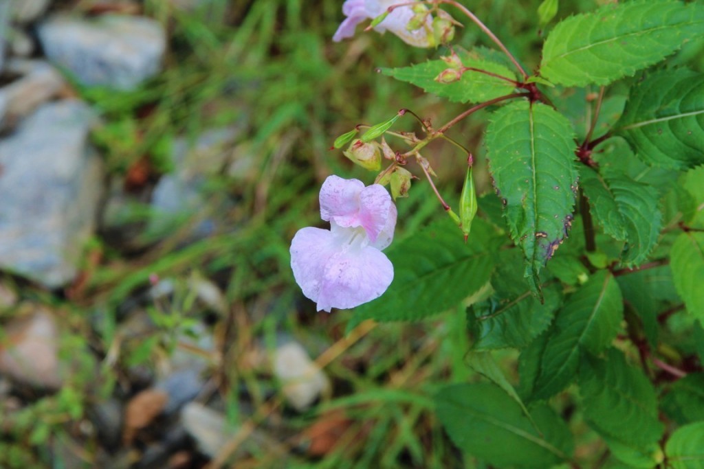 Fleur sur le Tour du Beaufortain
