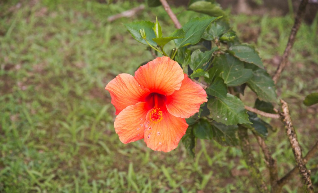 Fleur tropicale du Jardin de Balata